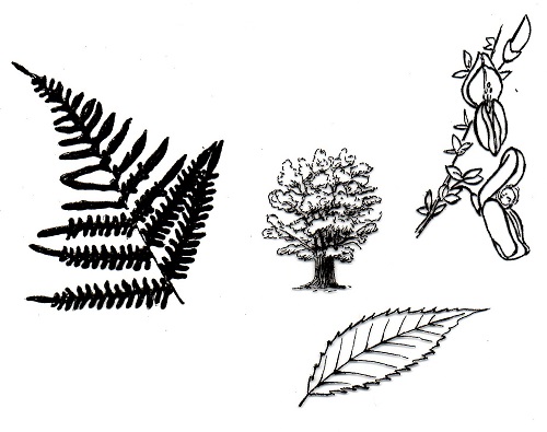 Dessin vegetation